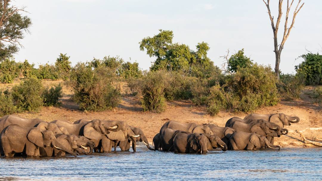 Chobe-Elefanten-Christan-Haape-TARUK Chobe-Elefanten-Christan-Haape-TARUK