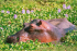 original Afr Flu pferdBlumen PS original Afr Flu pferdBlumen PS
