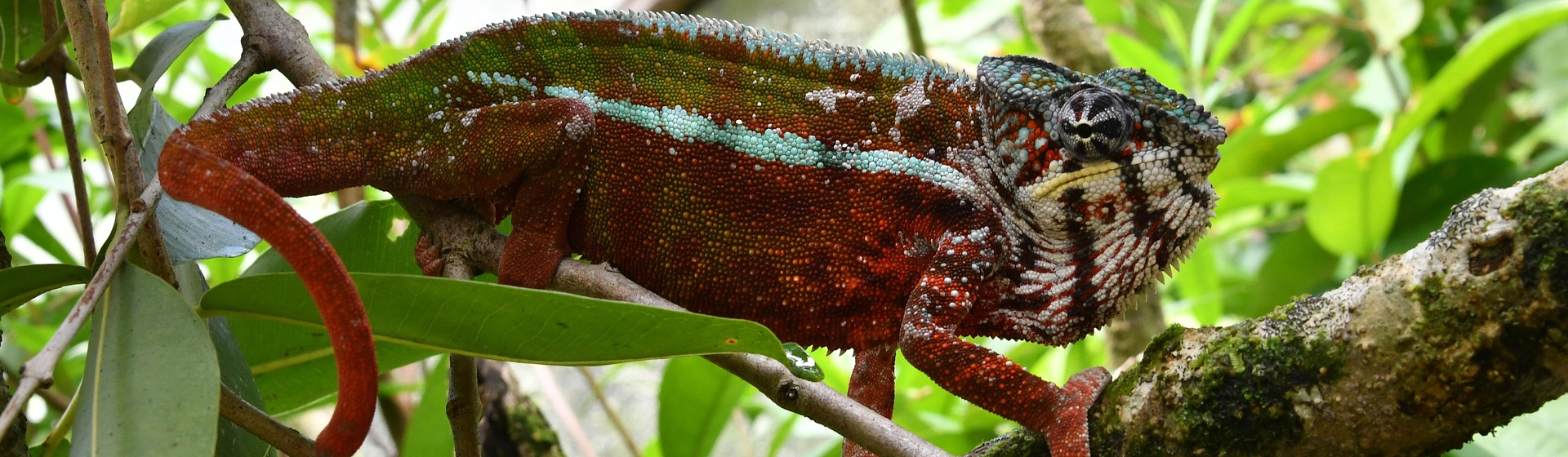 madagaskar